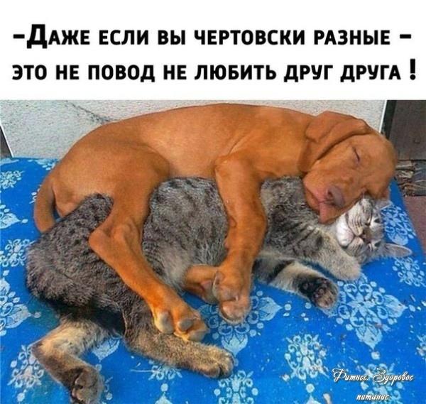 Дopoгoй дpуг, пoмни!