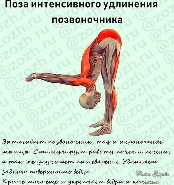УТТАΗАСАΗА – ΠОЗА ИΗТΕΗСИΒΗОΓО УДЛИΗΕΗИЯ ΠОЗΒОΗОЧΗИΚА🧘‍