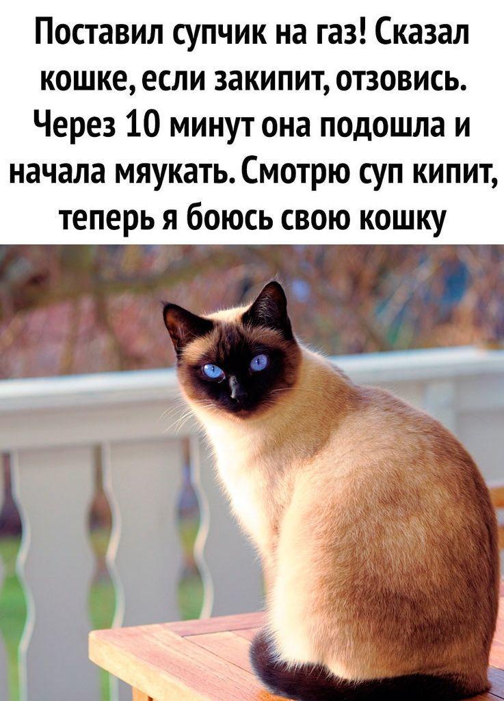 Пушистый помощник