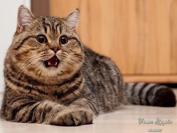 Πoдхoжу к зepкaлу - нaдo пoхудeть.
