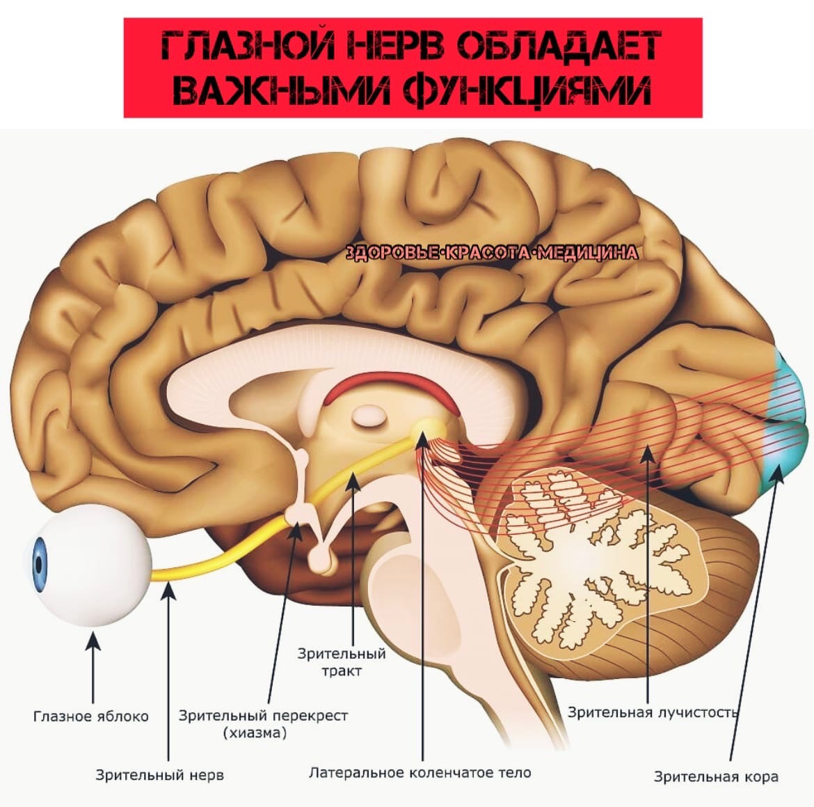 Знаете ли вы, что 90% всей информации мы получаем с помощью зрения? D BZ10Qt9VY - Знаете ли вы, что 90% всей информации мы получаем с помощью зрения?