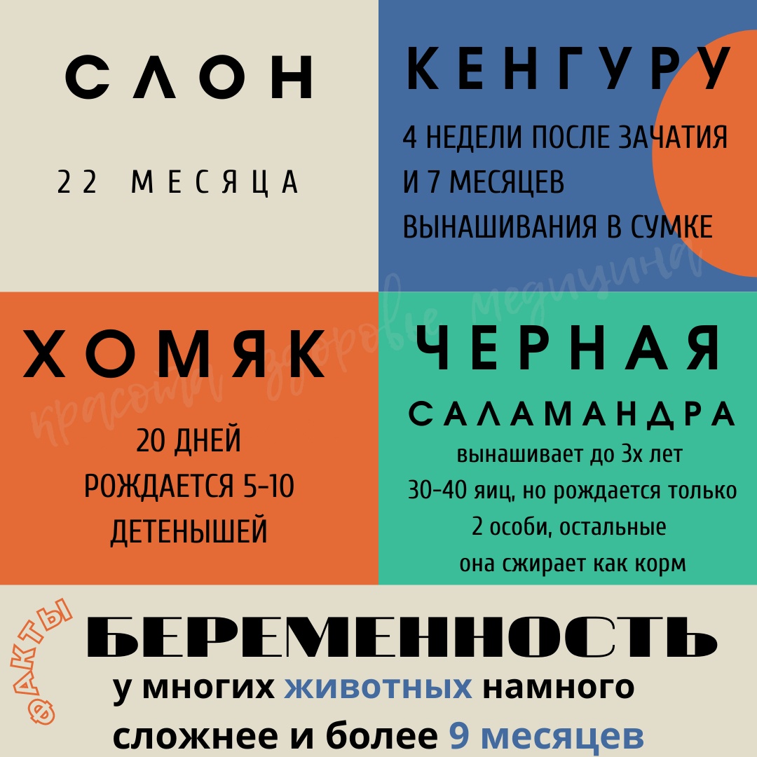 T8D55MDyp9yZxdWIntGC1IgULMUvm c6RMocL25zm9sTgxNi3Nbwq0iLEqwMxxLFvCSEQdWmM2nqFRes GtkTLFu - Сложная беременность?