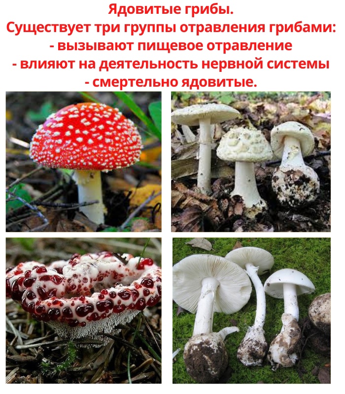 FZFLz zo oHl QasGlwI9j2Ywo6EWx0n2opkD0nmpneyIH2mhjcfu iQkRh96y 5R KBEQ2EQDc oIb4 u60yIOi - Ядовитые грибы считаются ядовитыми, так как содержат ядовитые вещества – токсины.