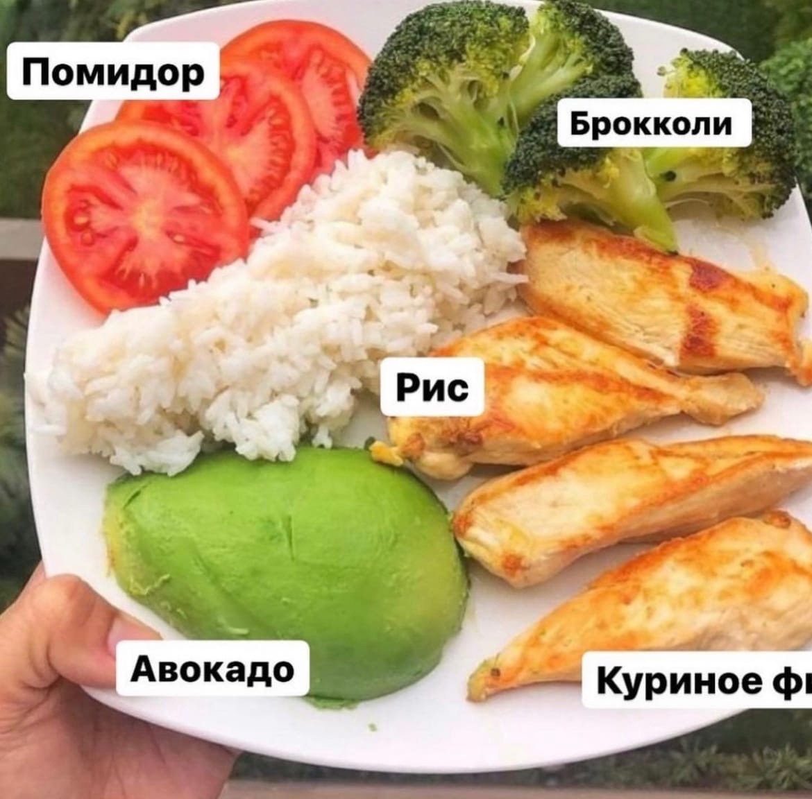 DF 3xOLsg9u8RG vyiIWQsorBGL 2Nn2rirzsorRTfGkAZuc1mFnGKAIpfT4Abhy7Czy 43VESlglC9vz1joHuGu - Сбалансированные тарелочки для правильного питания с составом