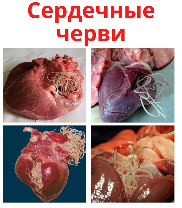 i40COLMLKxCXWhuefOeAKJaRpJ6173rreV0UL1ICkriQCh WNCvLZgOqdLCGERklaVXNEYwlhE8se8X I90l lWK - Паразиты в сердце человека в последние годы стали регистрироваться все чаще.