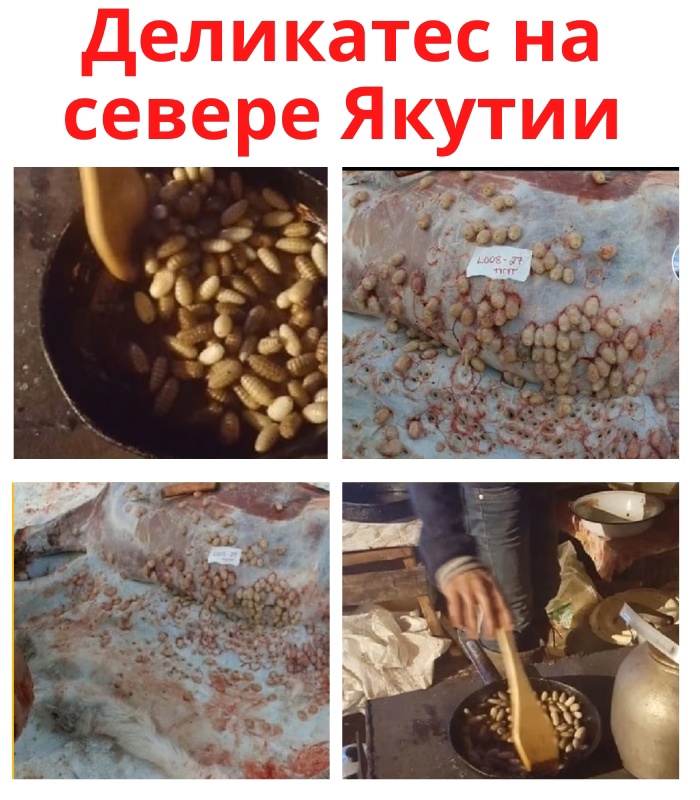 Подкожный овод является деликатесным блюдом для народов северной Якутии. 1h6RU4M 8c WN yxNoxRp xIknsIuPw2pKzx5buXbcH3eeVTh51myz3d2mmroM724X uikm 1TrzYTYCY7tkSYg2 - Подкожный овод является деликатесным блюдом для народов северной Якутии.