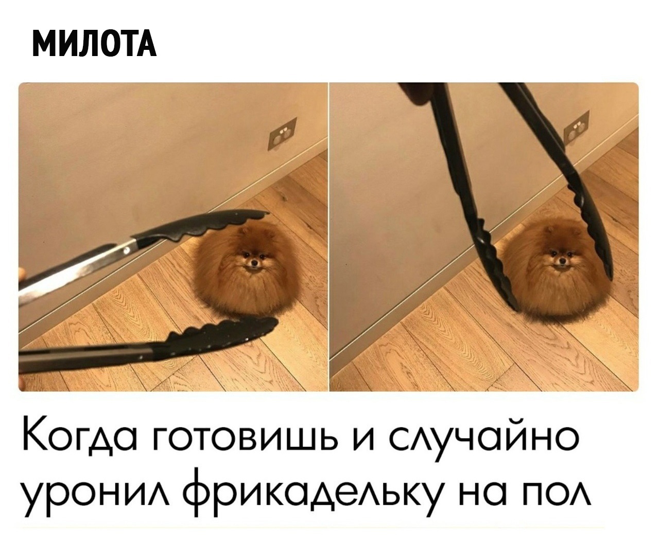 lqwWDjGACXU - Пожалуй, это самая милая фрикаделька 😊